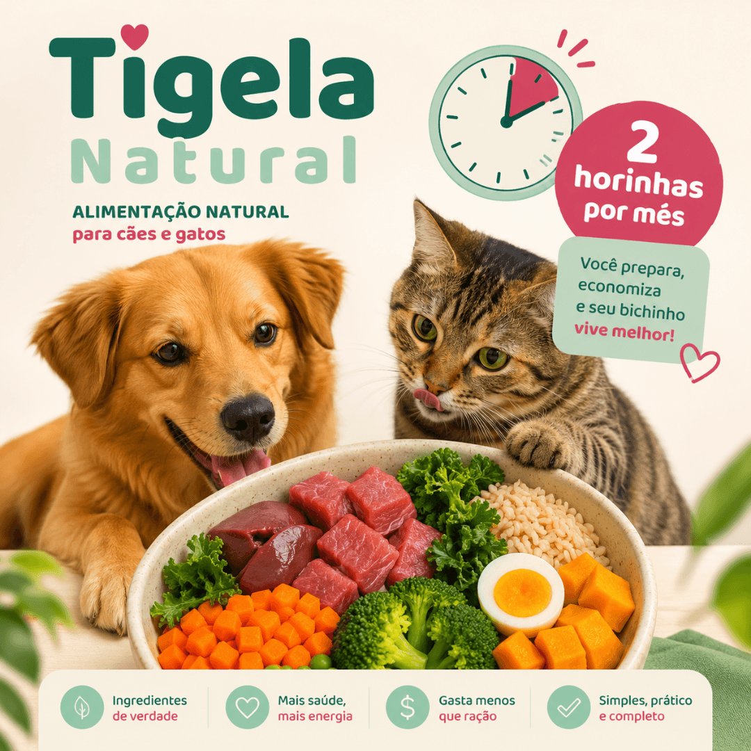 tigela cheia de comida natural com cão e gato felizes