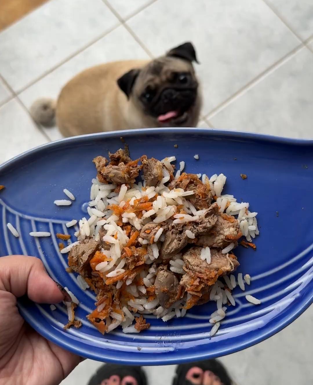 prato de comida natural fresca com arroz, cenoura e carne